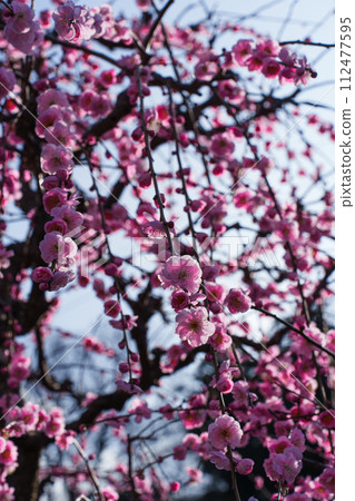 A pink weeping plum that blooms on a sunny day A pink weeping plum that blooms on a sunny day 112477595