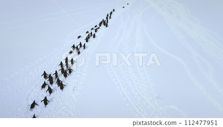 Big colony Gentoo penguins run snow aerial view. Explore wildlife in Antarctica. Beauty of wild animals life and untouched nature on South Pole. Aerial drone flight above Antarctic birds migration 112477951