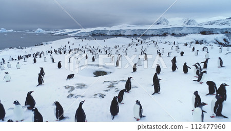 Many Gentoo penguins rest on snow in Antarctica. Aerial low angle drone flight over huge group of wild animals. Breathtaking journey to frozen landscapes of Antarctica nature. Mountains in background 112477960