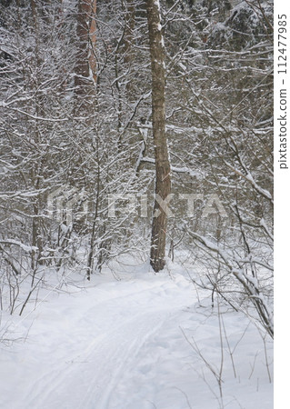 Snowy winter forest background. Beautiful spruce trees trunks pattern, sticked with snow. Snowy winter forest background. Beautiful spruce trees trunks pattern, sticked with snow. 112477985