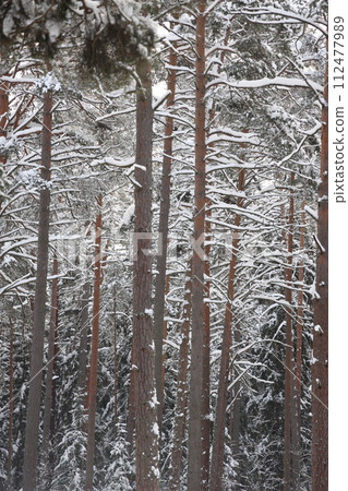 Snowy winter forest background. Beautiful spruce trees trunks pattern, sticked with snow. Snowy winter forest background. Beautiful spruce trees trunks pattern, sticked with snow. 112477989