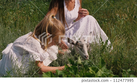 Family mother and daughter playing stroking cute little goat at sunny meadow grass pasture closeup. Woman and female kid child girl hugging touching adorable baby goatling at summer greenery field Family mother and daughter playing stroking cute little goat at sunny meadow grass pasture closeup. Woman and female kid child girl hugging touching adorable baby goatling at summer greenery field 112477995