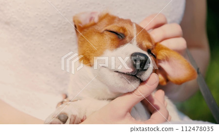 Jack Russell Terrier on leash sits in hands of hostess on street while walking. Jack Russell Terrier sitting on hostess lap enjoys moment. Jack Russell Terrier on leash sits in arms of lady owner 112478035