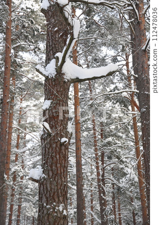 Snowy winter forest background. Beautiful spruce trees trunks pattern, sticked with snow. Snowy winter forest background. Beautiful spruce trees trunks pattern, sticked with snow. 112478036