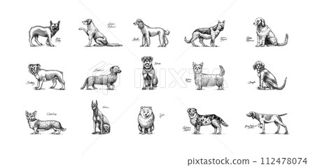 Dogs In This Drawing. Different breeds of domestic animals. Puppy characters design collection 112478074