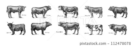 A Group Of Cows Standing Next To Each Other On A White Background. Farm cattle bulls. Different A Group Of Cows Standing Next To Each Other On A White Background. Farm cattle bulls. Different 112478078