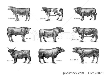 A Group Of Cows Standing Next To Each Other On A White Background. Farm cattle bulls. Different A Group Of Cows Standing Next To Each Other On A White Background. Farm cattle bulls. Different 112478079
