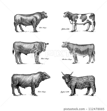 A Group Of Cows Standing Next To Each Other On A White Background. Farm cattle bulls. Different 112478085