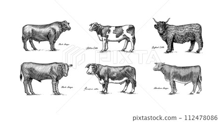 A Group Of Cows Standing Next To Each Other On A White Background. Farm cattle bulls. Different 112478086