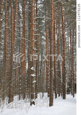 Picturesque winer forest. Fabulous snowy wonderland. Magic beautiful scenic view of pines Picturesque winer forest. Fabulous snowy wonderland. Magic beautiful scenic view of pines 112478226