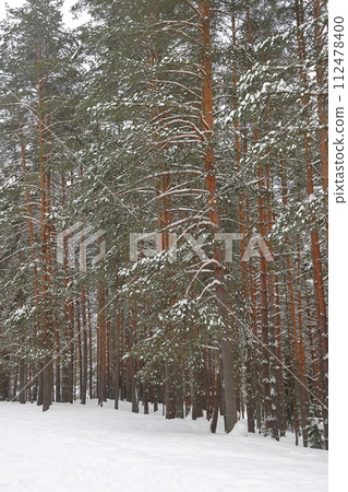 Picturesque winer forest. Fabulous snowy wonderland. Magic beautiful scenic view of pines 112478400