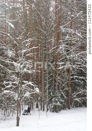 Picturesque winer forest. Fabulous snowy wonderland. Magic beautiful scenic view of pines Picturesque winer forest. Fabulous snowy wonderland. Magic beautiful scenic view of pines 112478420