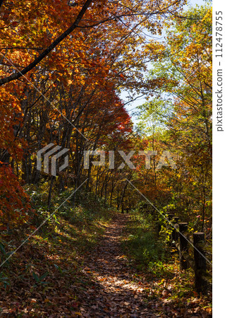 Nagano in autumn, Togakushi at the best time to see the autumn leaves 112478755