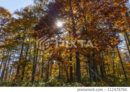 秋天的長野，戶隱正是賞紅葉的好時節 112478760