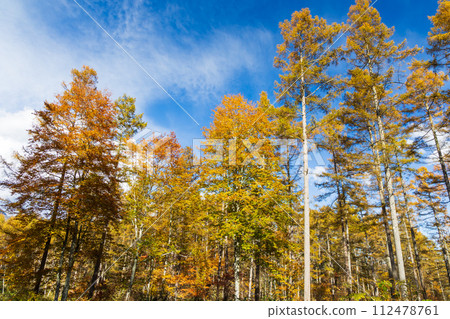 Nagano in autumn, Togakushi at the best time to see the autumn leaves Nagano in autumn, Togakushi at the best time to see the autumn leaves 112478761