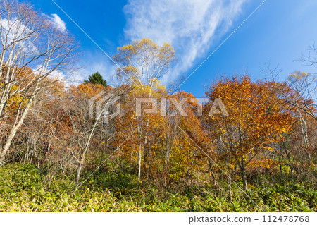 Nagano in autumn, Togakushi at the best time to see the autumn leaves Nagano in autumn, Togakushi at the best time to see the autumn leaves 112478768