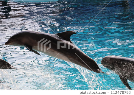 Zoo show scenery with dolphins jumping in the pool 112478793
