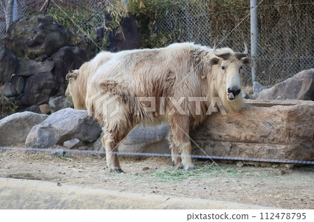 動物園的風景與金火雞 112478795