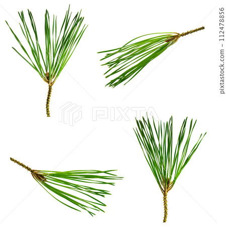 raspberry branches with leaves on white raspberry branches with leaves on white 112478856