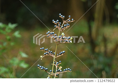 Yabumyoga 是山間田野中有趣的景觀，深藍紫色的球形果實成行生長。 112479022