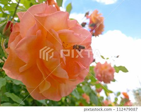 a bee flies into an open rose bud to pollinate and collect nectar a bee flies into an open rose bud to pollinate and collect nectar 112479087