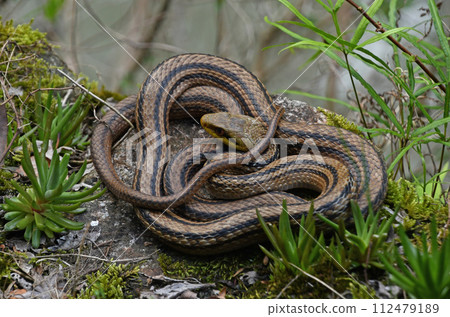 The coiled appearance of a striped snake seen in the mountains of Rokko is intriguing. 112479189