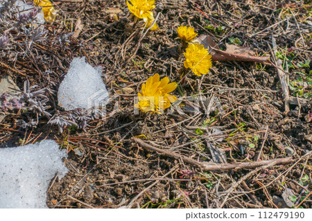 [Fukujuso] The arrival of spring [Spring Ephemeral] 112479190