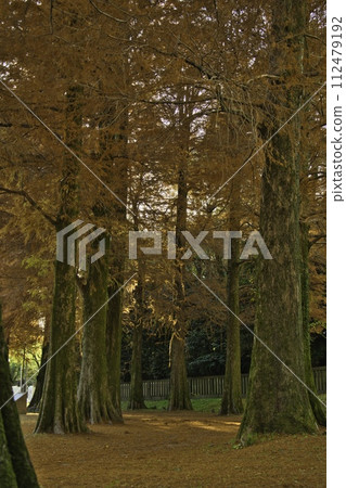 金柱公園 12 月 R5 金柱公園 12 月 R5 112479192