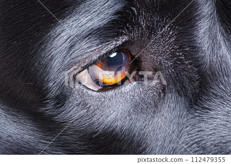 The eye of an adult dog is black. Macro photo of a labrador retriever's eye. 112479355