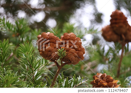 Close-up landscape of pine fir tree branches with green leaves and brown berries Close-up landscape of pine fir tree branches with green leaves and brown berries 112479407
