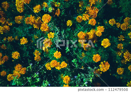 漂浮在水面上的萬壽菊 112479508