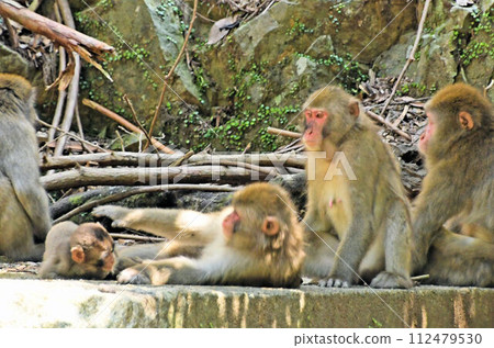 In a group of Japanese macaques, it's heartwarming to see the parent macaque careening over the baby monkey's head. In a group of Japanese macaques, it's heartwarming to see the parent macaque careening over the baby monkey's head. 112479530