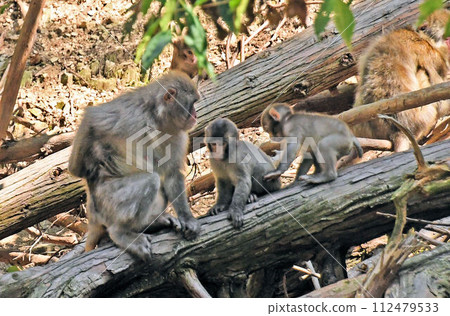 It's heartwarming to see a mother monkey resting with her two baby monkeys on a fallen tree. It's heartwarming to see a mother monkey resting with her two baby monkeys on a fallen tree. 112479533