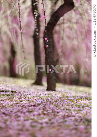 Early spring plum blossoms, plum blossoms, and pink petals are cute Early spring plum blossoms, plum blossoms, and pink petals are cute 112479570