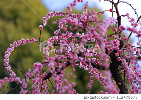 Early spring plum blossoms, plum blossoms, and pink petals are cute Early spring plum blossoms, plum blossoms, and pink petals are cute 112479575