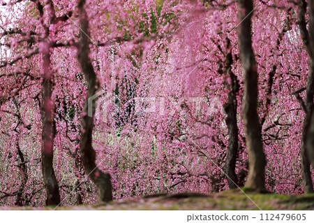 Early spring plum blossoms, plum blossoms, and pink petals are cute Early spring plum blossoms, plum blossoms, and pink petals are cute 112479605