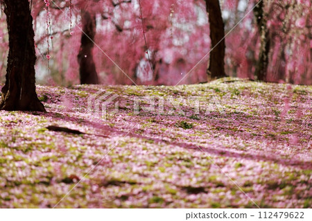 Early spring plum blossoms, plum blossoms, and pink petals are cute 112479622