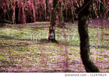 早春的梅花,梅花,粉紅色的花瓣,可愛極了 早春的梅花,梅花,粉紅色的花瓣,可愛極了 112479629