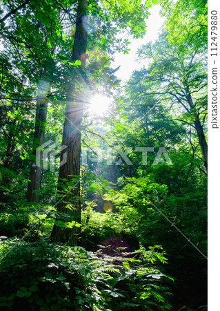 trees and light in the forest trees and light in the forest 112479880