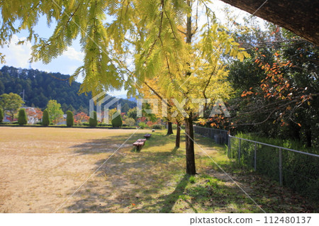 Metasequoia leaves yellow leaves Metasequoia leaves yellow leaves 112480137