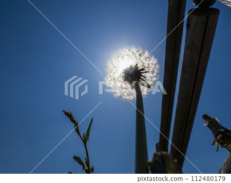 Shining dandelion cotton 112480179