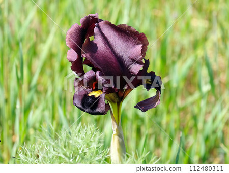 Iris purple (lat. - Iris atropurpurea), endemic in the Israel Iris purple (lat. - Iris atropurpurea), endemic in the Israel 112480311