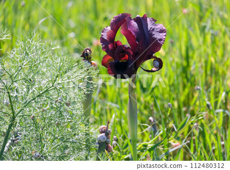 Iris purple (lat. - Iris atropurpurea), endemic in the Israel Iris purple (lat. - Iris atropurpurea), endemic in the Israel 112480312