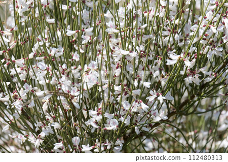 Blooming Shrub Retama (lat.- Retama raetam) Blooming Shrub Retama (lat.- Retama raetam) 112480313