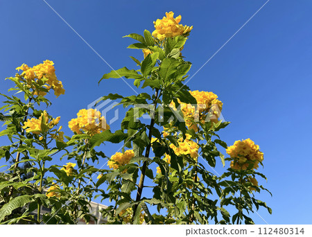 Yellow Trumpet Flower (lat.- Tecoma stans) Yellow Trumpet Flower (lat.- Tecoma stans) 112480314