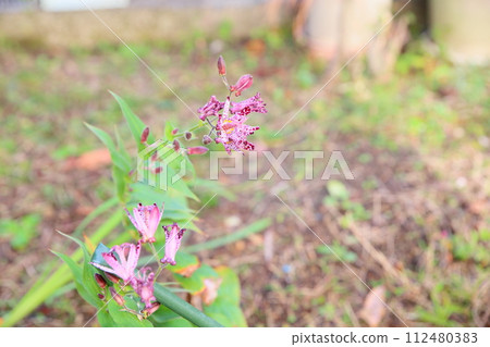 鴛鴦花盛開 112480383