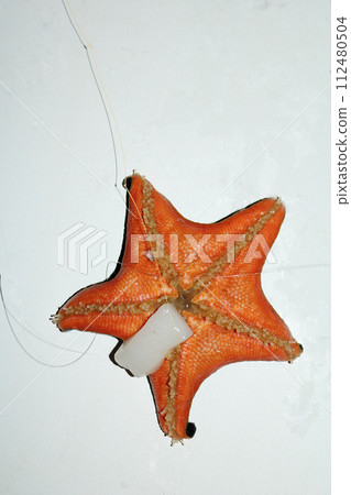 當我用魷魚骰餌釣魚時，釣到了一條海星。 112480504