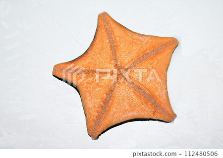 當我用魷魚骰餌釣魚時,釣到了一條海星。 當我用魷魚骰餌釣魚時,釣到了一條海星。 112480506