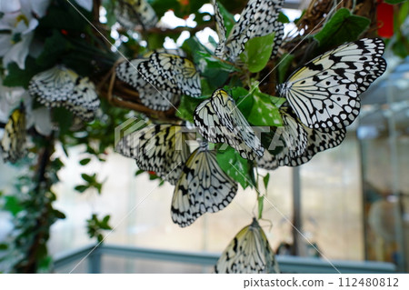 Japan's largest butterfly, Ogomadara, flocks to a tree. 112480812