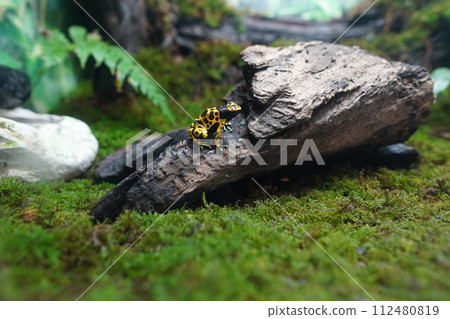 A frog standing on a tree on the moss A frog standing on a tree on the moss 112480819